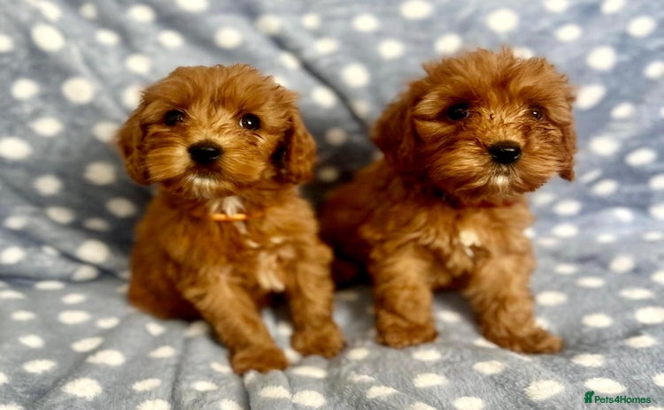 Cockapoo dogs - Advert 7