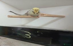 Budgerigars birds for sale: Budgerigars  - Image 4