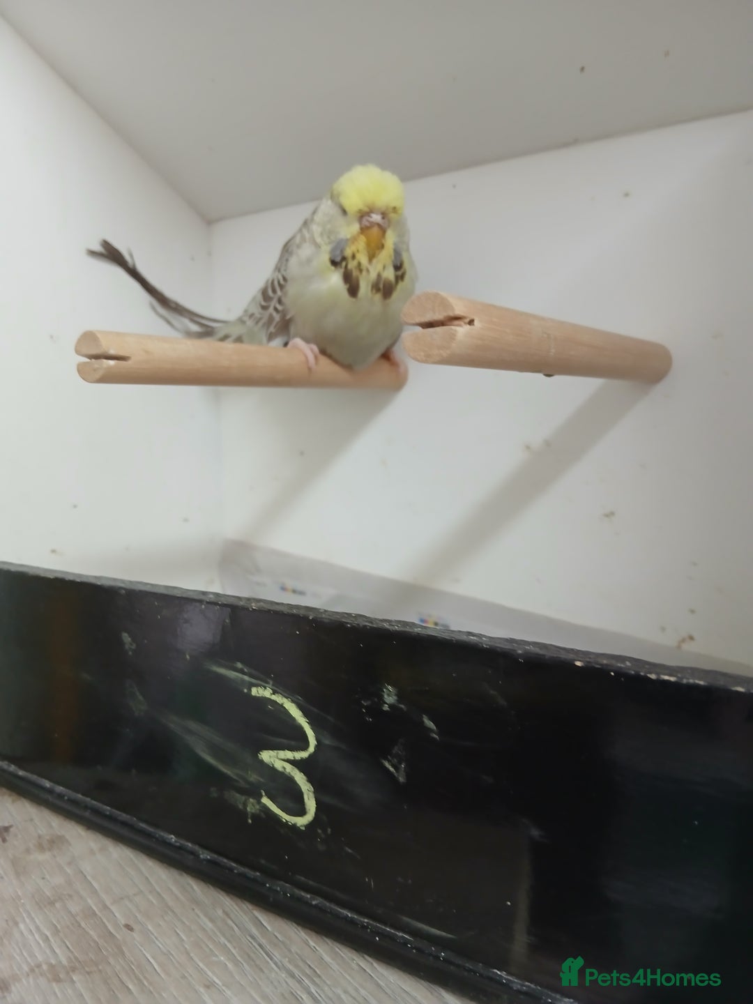 Budgerigars birds for sale: Budgerigars  - Image 4