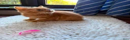 British Shorthair cats for sale: Blue-Eyed Red British Shorthair Boy (DBE) - Advert 6