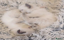 Ragdoll cats for sale: *READY TO LEAVE*beautiful Ragdoll babies for sale  - Image 5