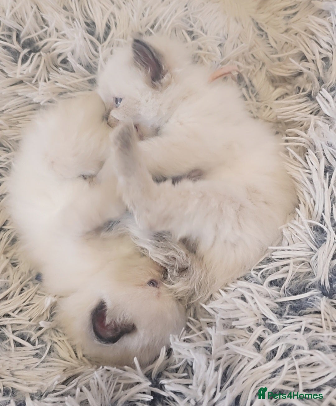 Ragdoll cats for sale: *READY TO LEAVE*beautiful Ragdoll babies for sale  - Image 5