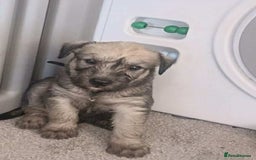 Soft Coated Wheaten Terrier dogs for sale: Soft coated wheaten terrier puppies  - Image 1