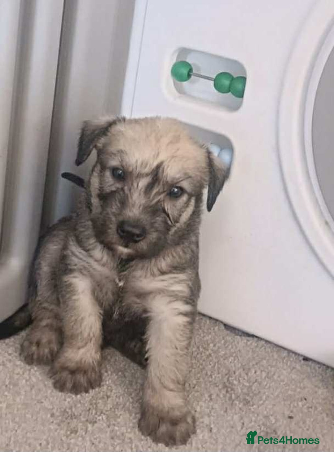 Soft Coated Wheaten Terrier dogs for sale: Soft coated wheaten terrier puppies  - Image 1