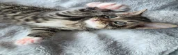 Mixed Breed cats for sale: 3 Mainecoon Mix Kittens  - Advert 11