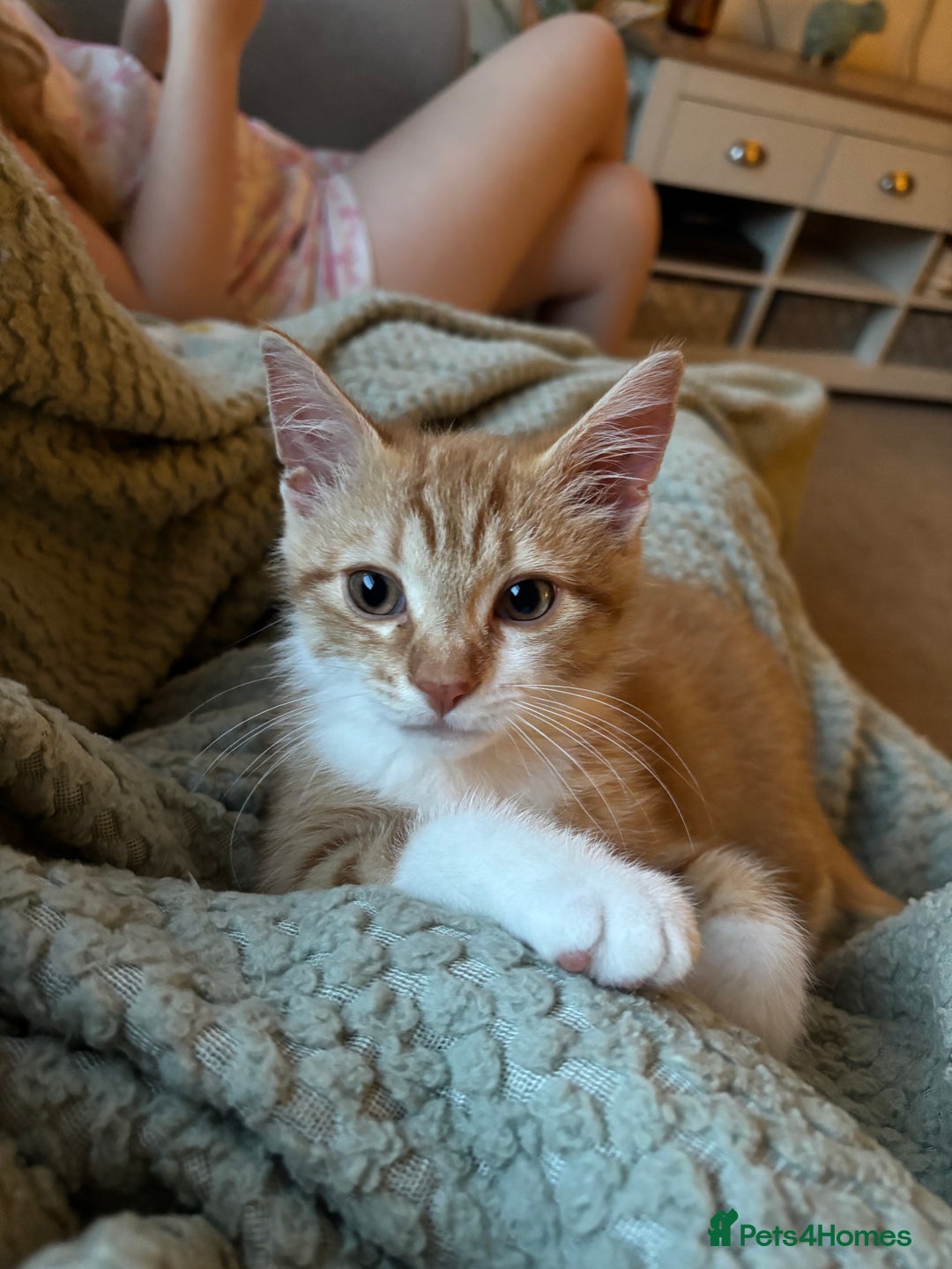 Mixed Breed cats for sale: Beautiful orange kitten  - Advert 11