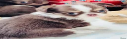 Chihuahua dogs for sale: chocolate tri long coat chihuahua puppies  - Advert 25