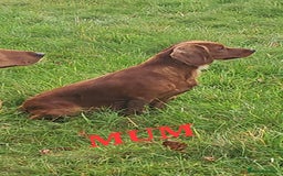 Cocker Spaniel dogs for sale: KC REGISTERED WORKING COCKERS - Image 4