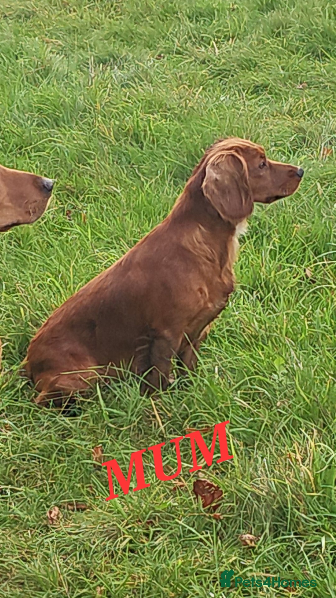 Cocker Spaniel dogs for sale: KC REGISTERED WORKING COCKERS - Image 4