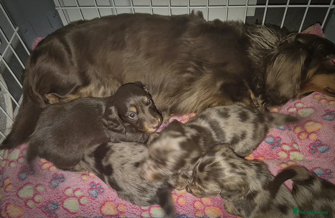 Miniature Dachshund dogs for sale: KC PRA clear Miniature dachshund puppies  - Advert 2