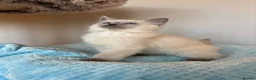 Ragdoll cats for sale: READY NOW, GCCF Registered Lilac Ragdoll Kitten  - Advert 5