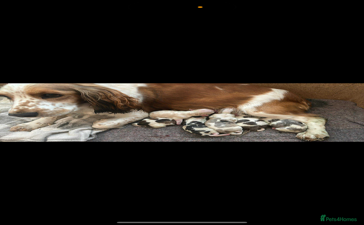 Cocker Spaniel dogs Cocker spaniel puppy(ziggy) - Advert 1