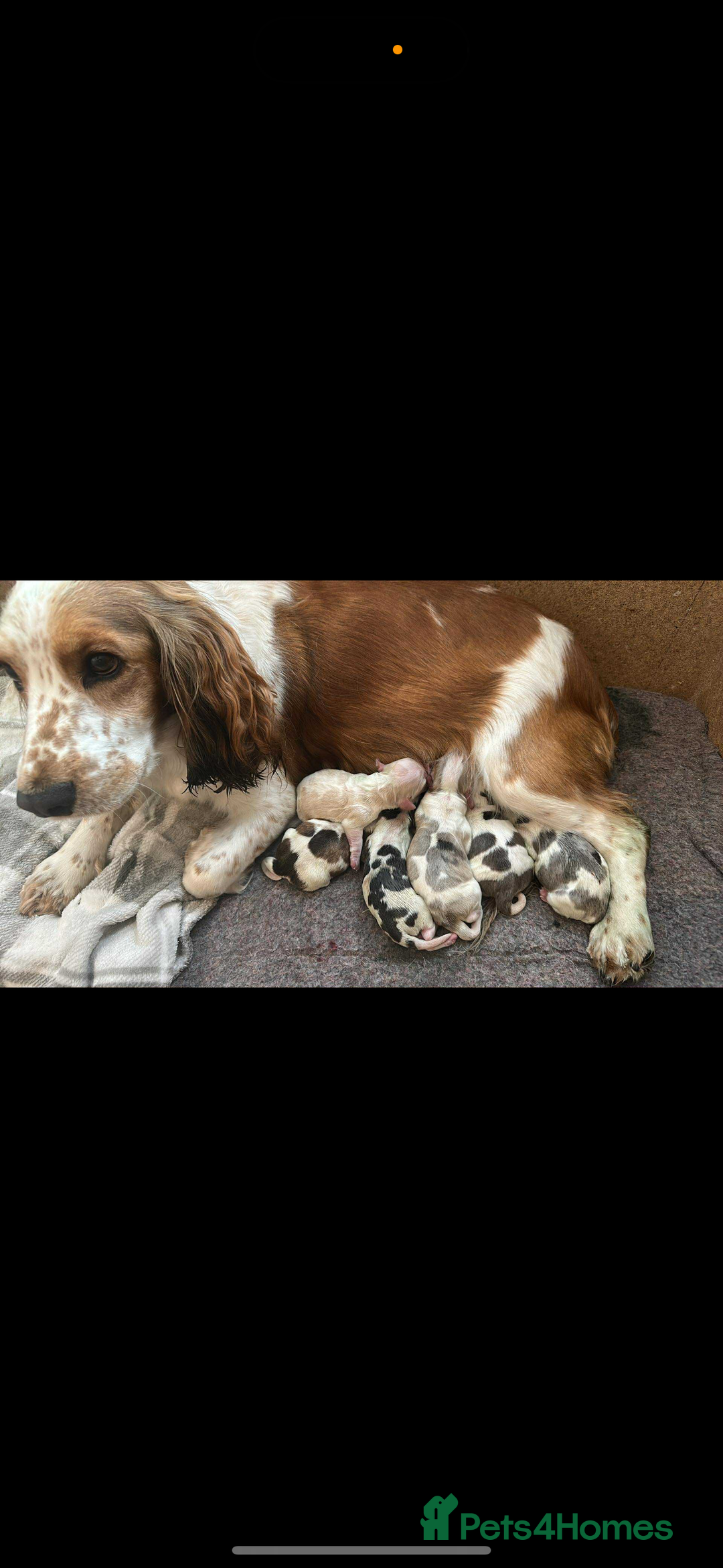 Cocker Spaniel dogs for sale: Cocker spaniel puppy(ziggy) - Advert 1