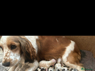 Cocker Spaniel dogs Cocker spaniel puppy(ziggy) - Advert 1