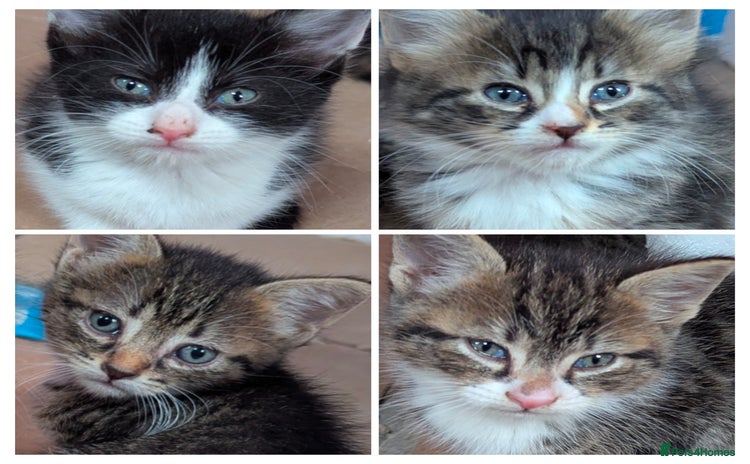 Domestic Shorthair cats - Advert 4
