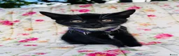 Mixed Breed cats for sale: *READY NOW* 5 Beautiful, Confident Kittens - Advert 13