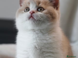 British Shorthair cats 🐾GCCF Registered British Shorthair Kittens🐾 - Advert 10