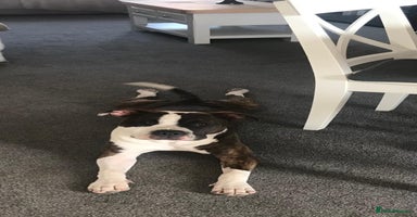 Staffordshire Bull Terrier dogs - Advert 10