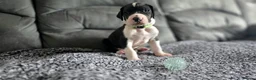Great Dane dogs for sale: Championship Great Dane Pups  - Advert 6