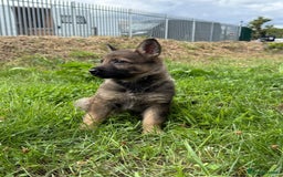 German Shepherd dogs for sale: Germany 🇩🇪 shepherd puppies dogs 🐕 big boned - Image 24