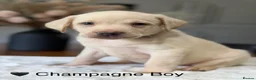 Labrador Retriever dogs for sale: Health tested yellow/champagne Labrador puppies - Advert 20