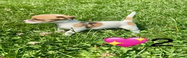 Jack Russell 2