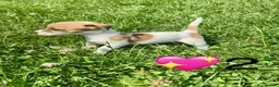 Jack Russell dogs for sale: Beautiful Jack Russell Pups Ready for Forever Home - Advert 31