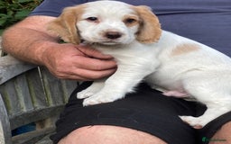 Cocker Spaniel dogs for sale: Cocker Spaniels, working type, KC reg, DNA clear - Image 14