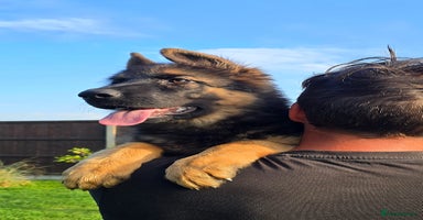 German Shepherd dogs - Advert 10