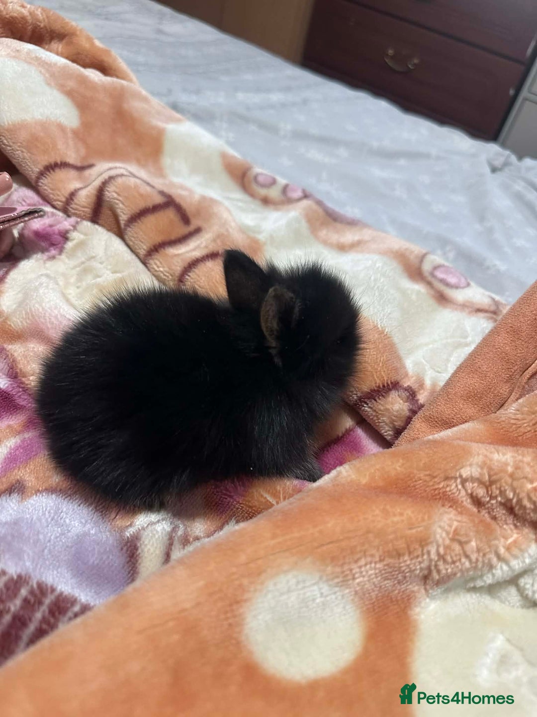 Lionhead rabbits for sale: 5 beautiful lion-headed  - Advert 4