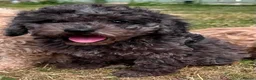 Cavapoo dogs for sale: 3 stunning F1b cavapoos  - Advert 14