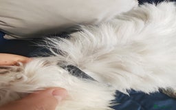 Bichon Frise dogs for sale: In search of a sweet home - Image 4