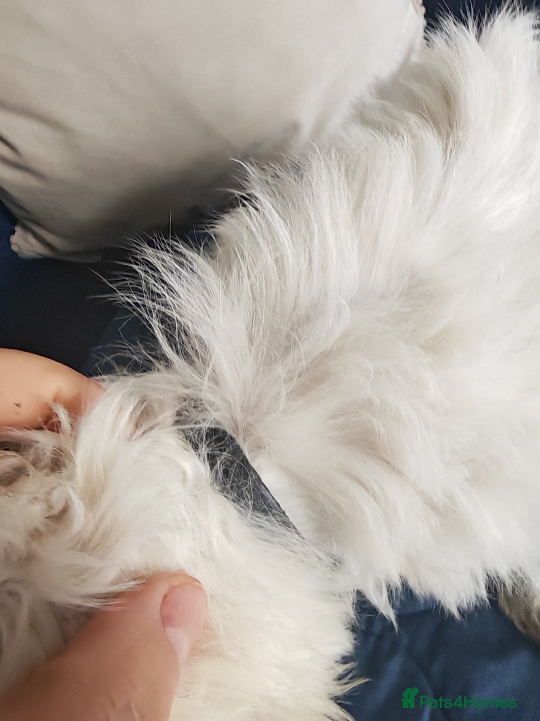 Bichon Frise dogs for sale: In search of a sweet home - Image 4