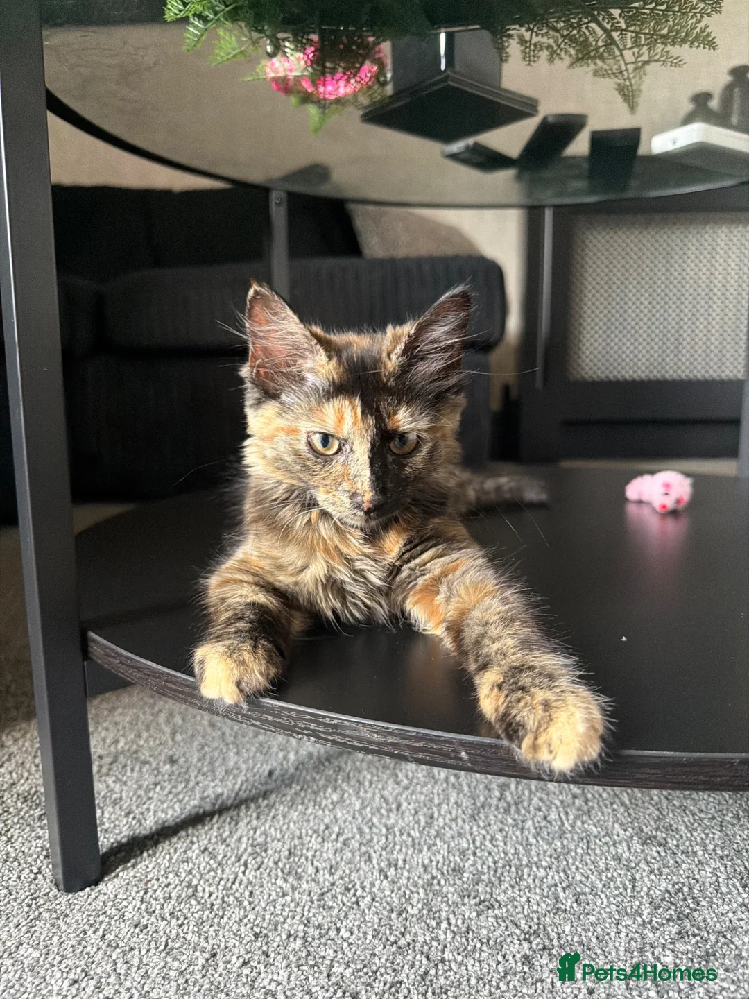 Mixed Breed cats for sale: Mixed tortoise shell in Preston - Advert 2