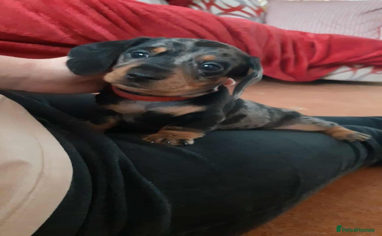 Miniature Dachshund dogs - Advert 6