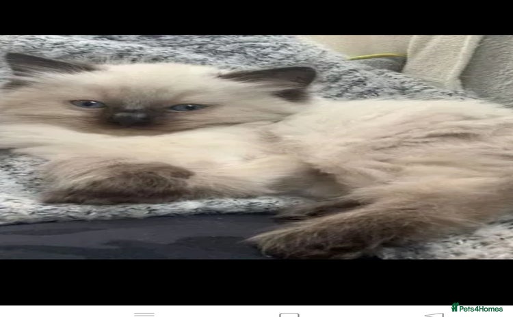 Ragdoll cats - Advert 3