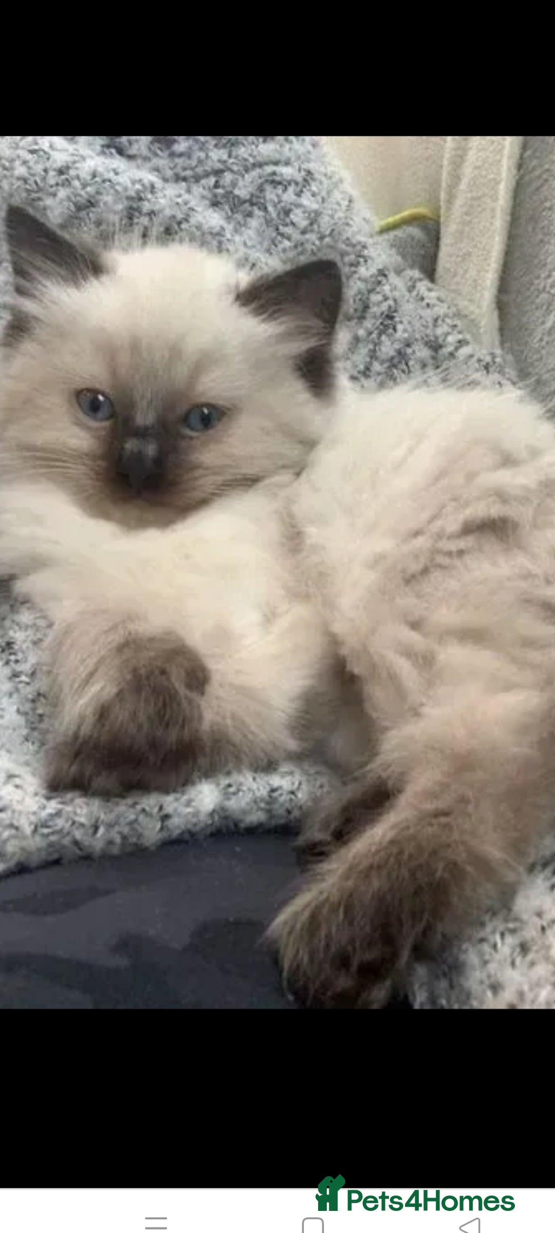 Ragdoll cats for sale: Ragdolll kittens - Image 1