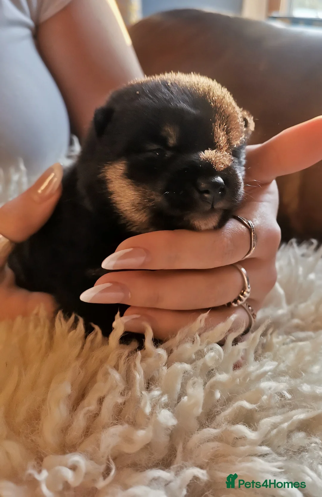 Japanese Shiba Inu dogs for sale: Black foxes 🥰  in Llanybydder - Advert 4