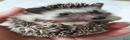 Pygmy Hedgehog rodents for sale: Full pedigree African pygmy hedgehog babies  - Advert 21