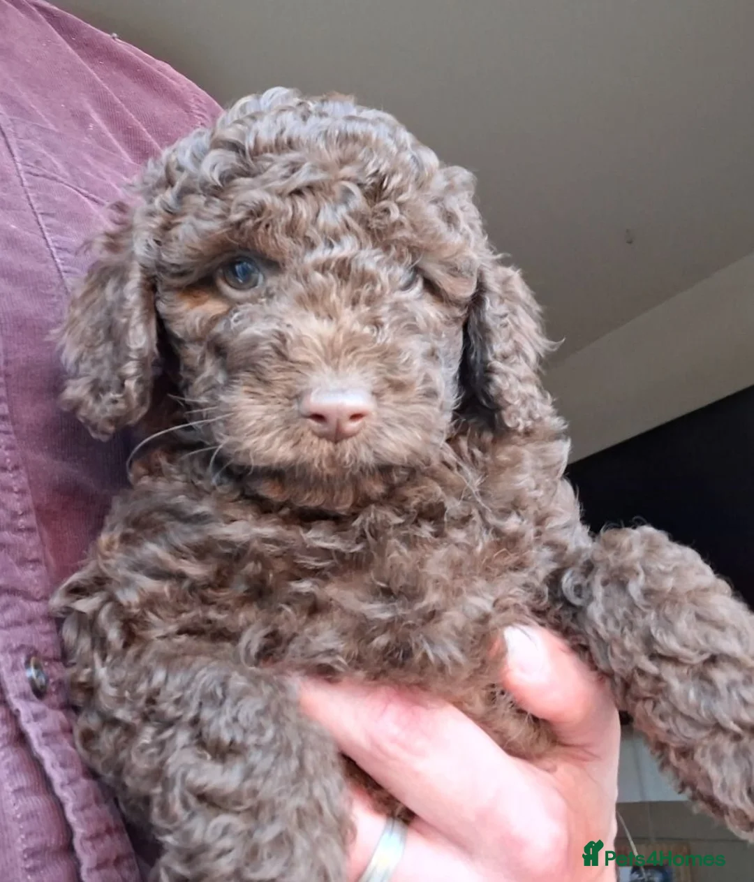 Miniature Poodle dogs for sale: Ready to go- mini choc boys - Advert 1