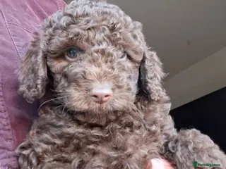 Miniature Poodle dogs £1050 2 boys left - Advert 1