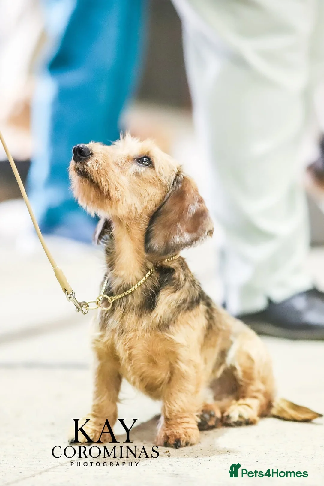 Miniature Dachshund dogs for stud: Beautiful shaded red mini wire for stud in Studley - Advert 3