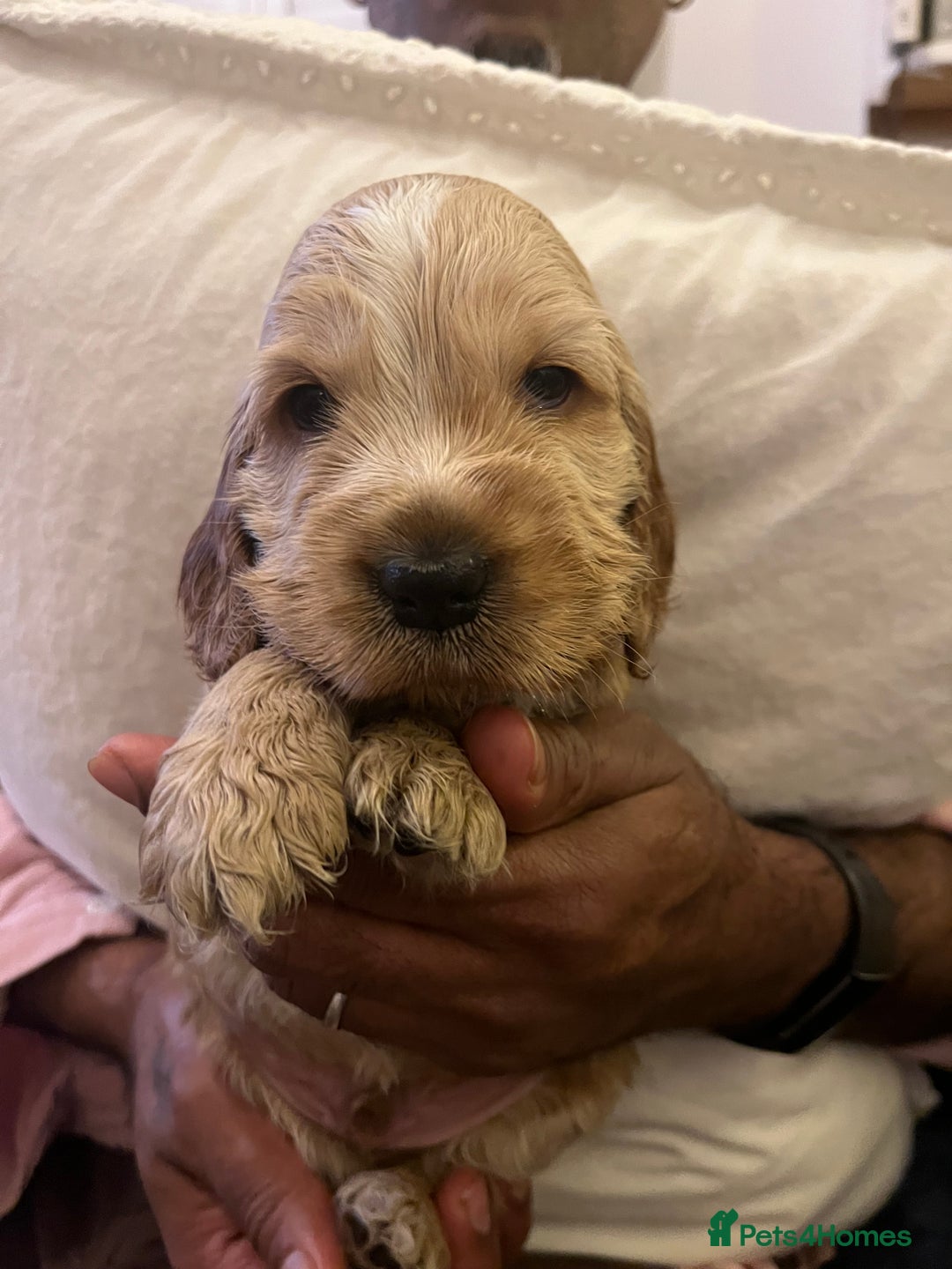 Cocker Spaniel dogs for sale: Adorable show type cocker spaniel pups - Advert 32