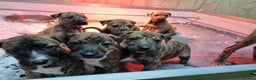 Lurcher dogs for sale: Stunning lurcher puppy’s  - Advert 5