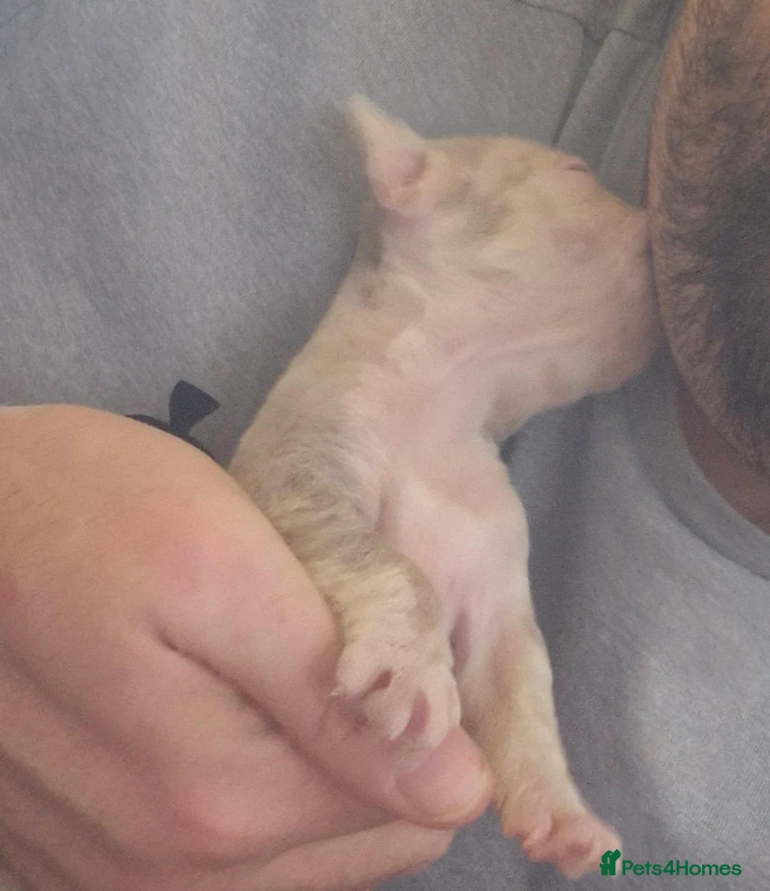 French Bulldog dogs for sale: Stunning dwkc merle french bulldogs  - Advert 33