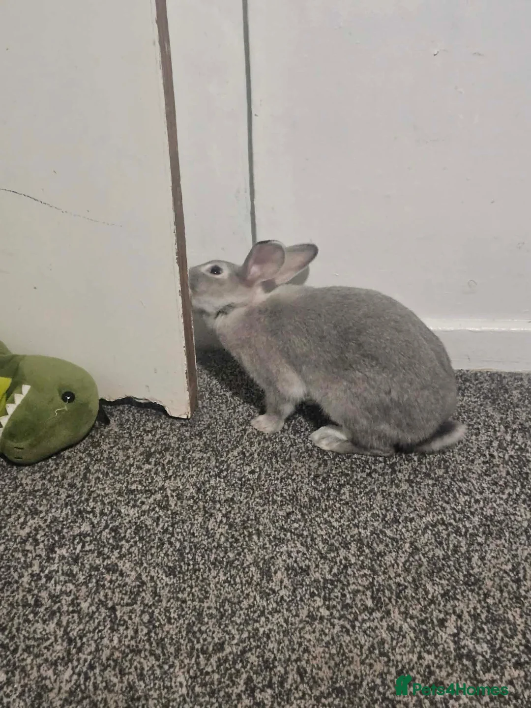 Mixed Breed rabbits for sale: 2 rabbits - Advert 2
