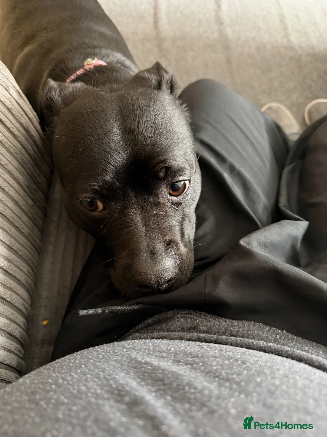 Mixed Breed dogs for sale: Dog to good home. - Advert 2
