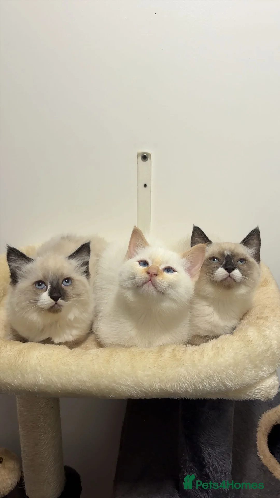 Ragdoll cats for sale: X3 Beautiful Ragdoll Kittens - Ready to leave 🐱 - Advert 3