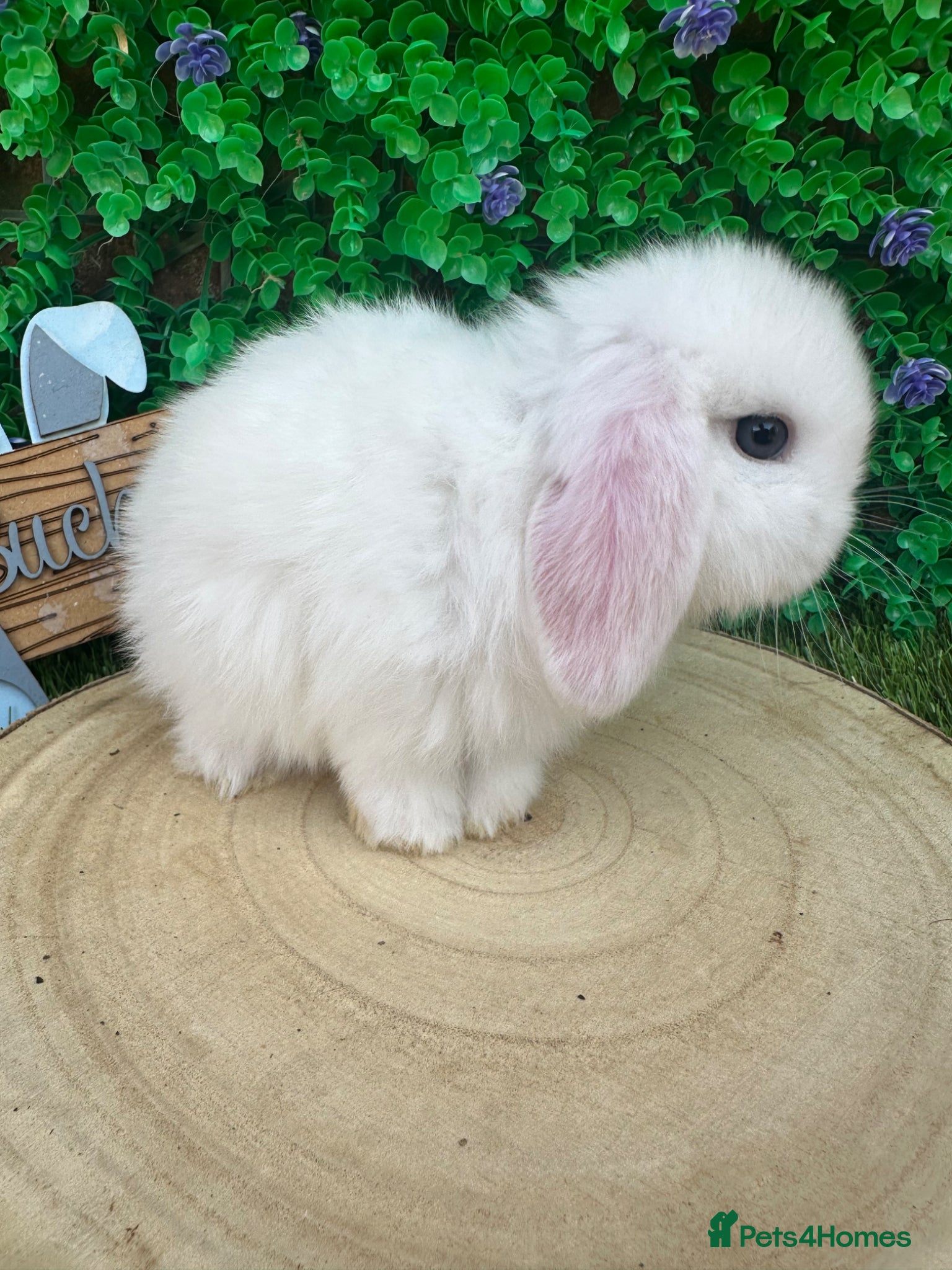 Mini Lop rabbits Beautiful purebred mini lops ready to reserve 😍 - Advert 2