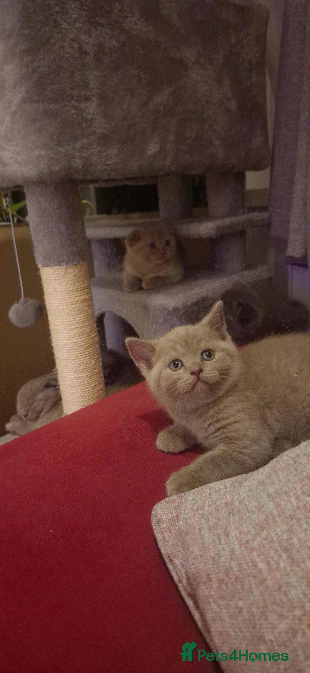 Scottish Fold cats for sale: Last 2 Scottish straight kittens  - Image 23
